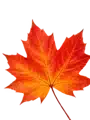 Fall leaf