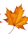 Fall leaf