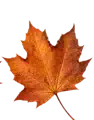 Fall leaf
