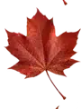 Fall leaf