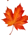 Fall leaf