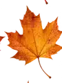 Fall leaf