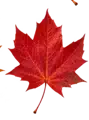 Fall leaf